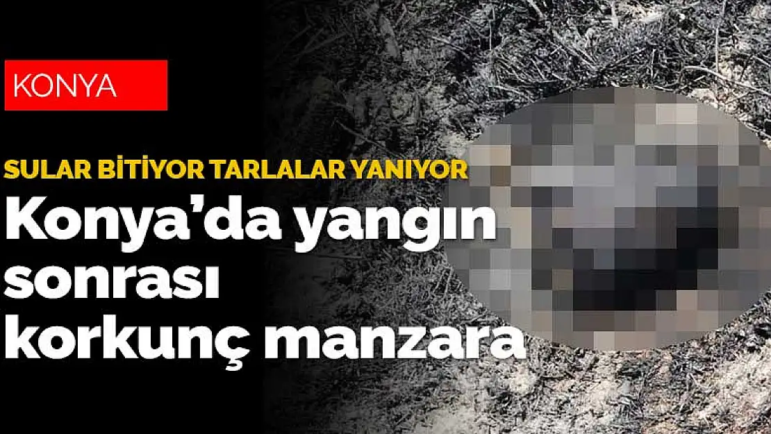 Su sıkıntısı çeken Konya'nın yangınları aralıksız sürüyor! Yangınlar sonrası korkunç manzaralar