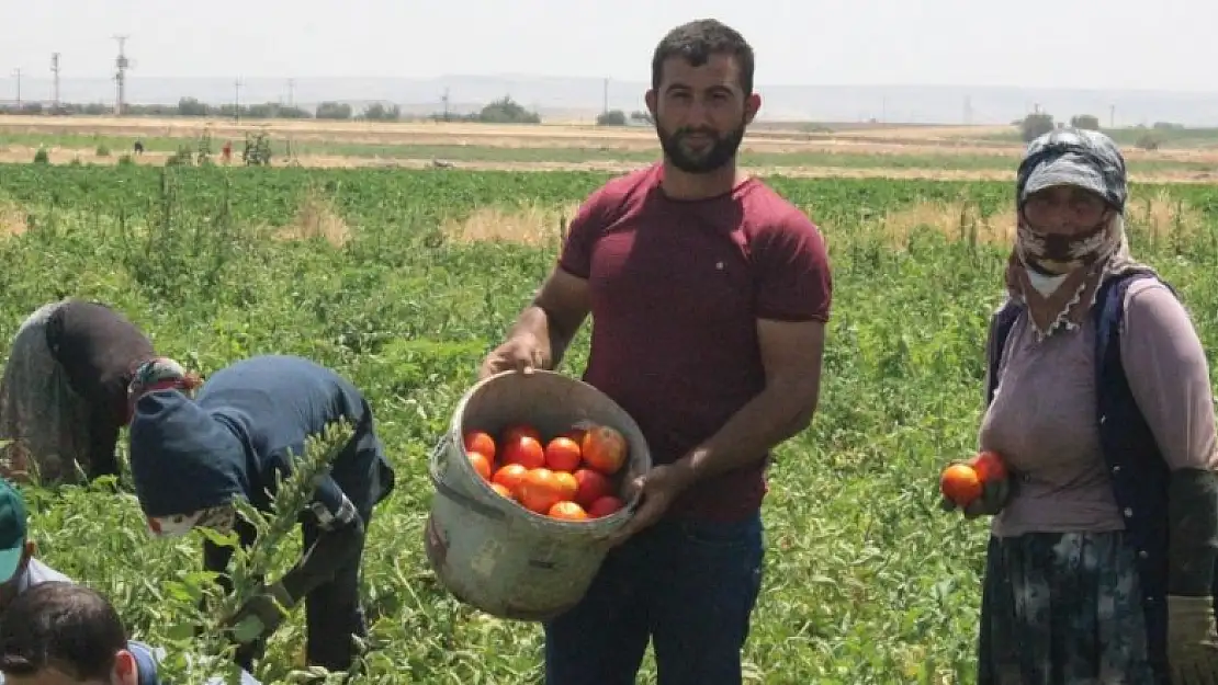 Domates üreticisi talebe yetişemiyor