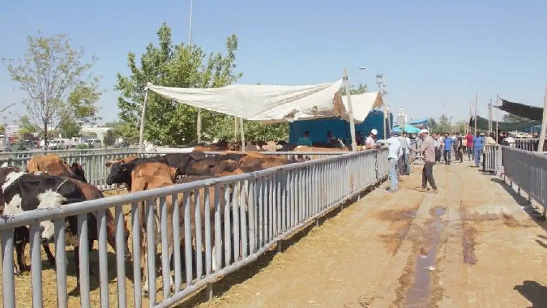 Kurban Bayramı arifesinde Konya'daki hayvan pazarlarında sakinlik