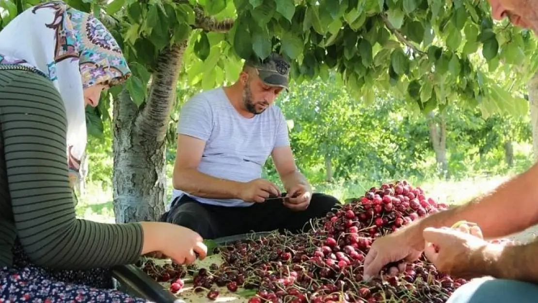 Hadim'in geç hasat kirazı, dünyanın dört bir yanına ihraç ediliyor