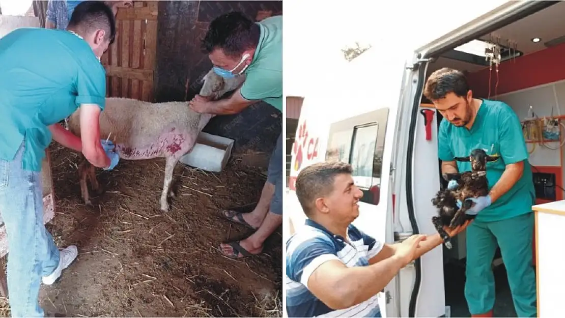 'Canbulan' yangından zarar gören hayvanların yarasını sarıyor