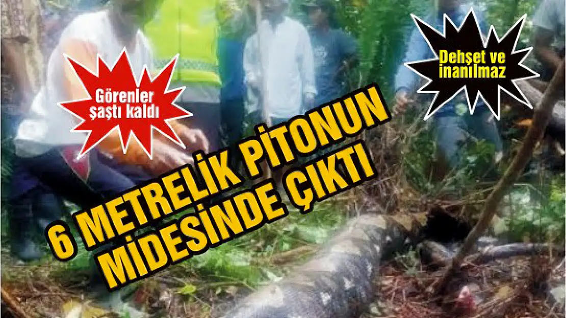 6 metrelik pitonun midesinde çıktı