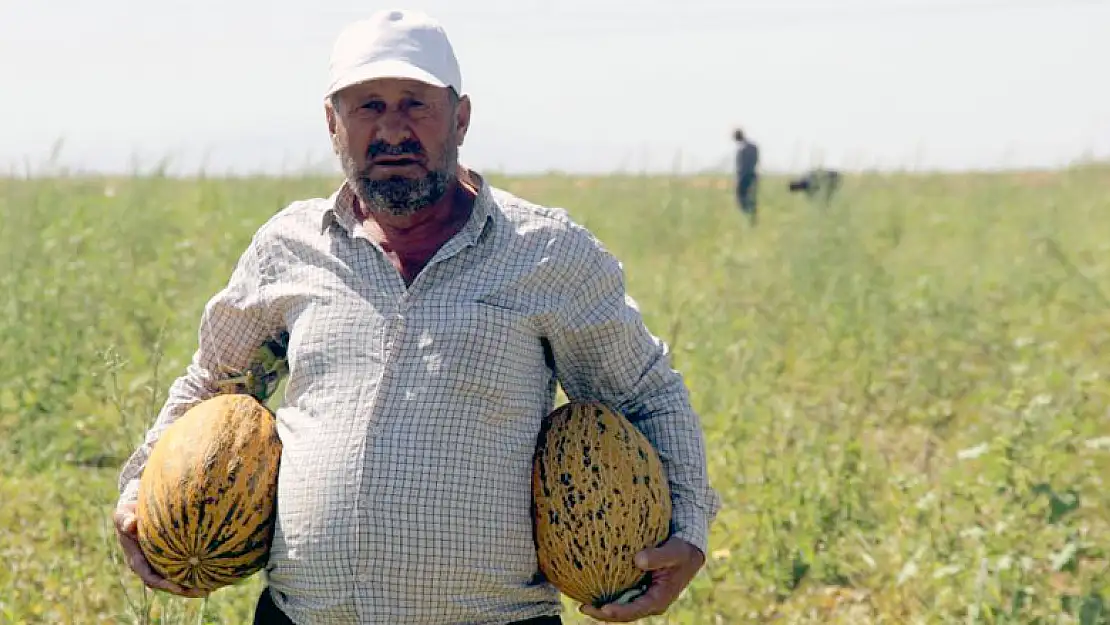 Konya Ovasında kavun hasadı zamanı