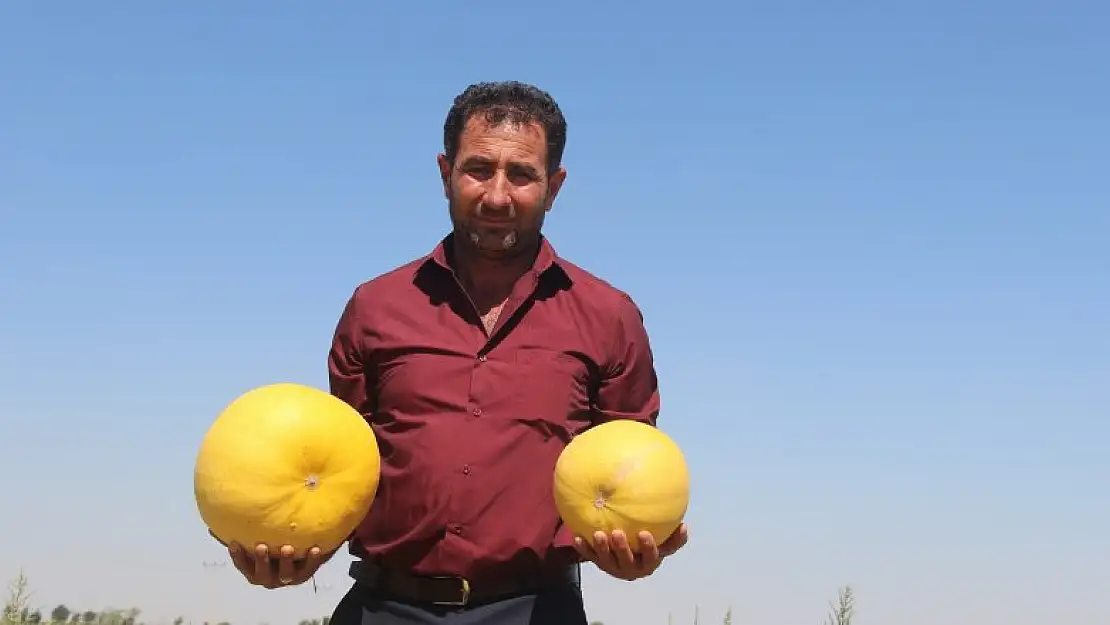 Konya'da merak üzerine ekmeye başladı, üretimini her yıl arttırdı