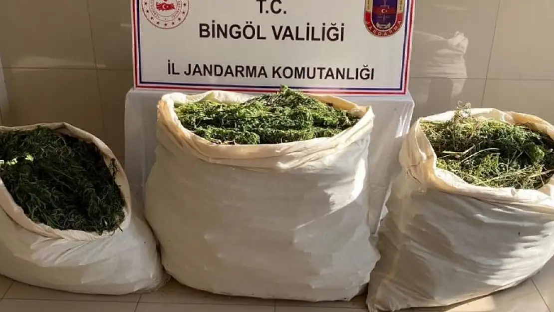 Bingöl'de 174 kilo esrar ve 700 kök kenevir ele geçirildi