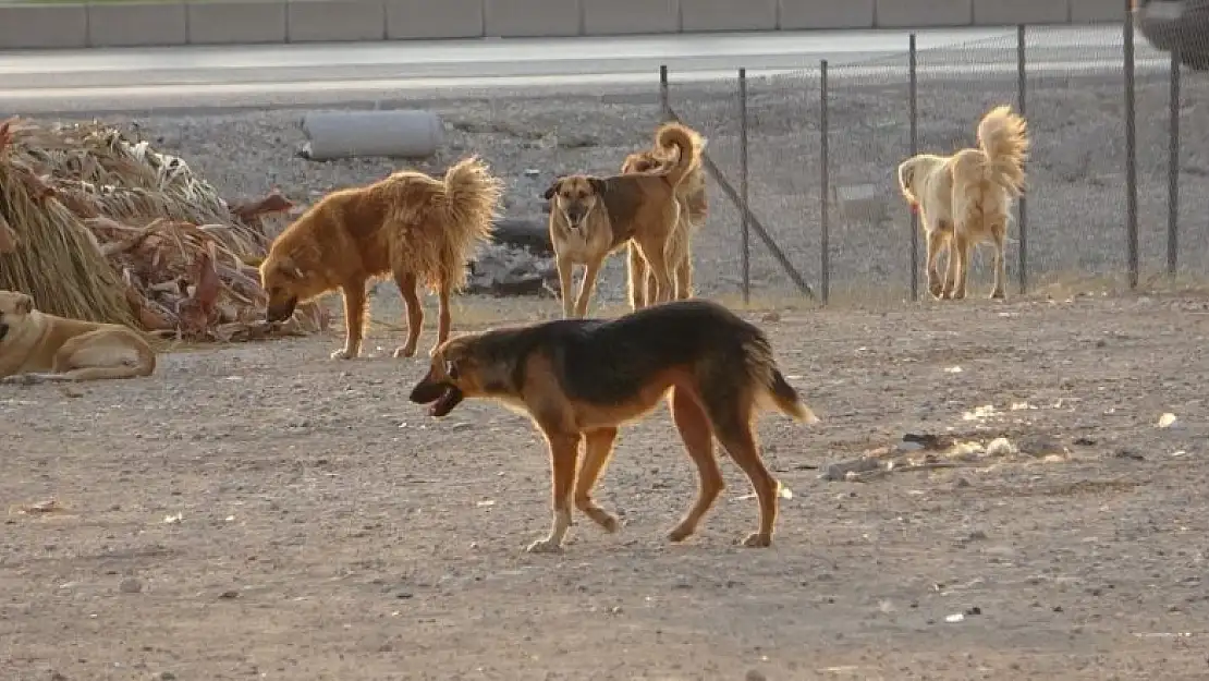 Sokak köpeği dehşeti  Otomobilin altında kalarak hayatını kaybetti