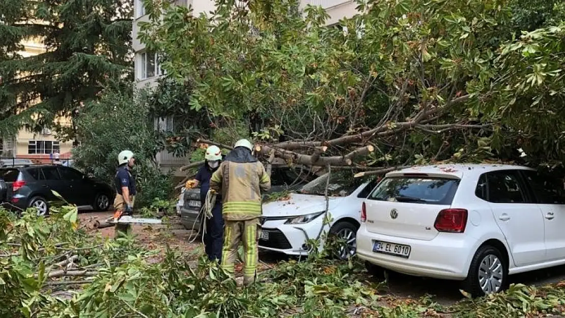 Mahalleli uykudayken kestane ağacı devrildi