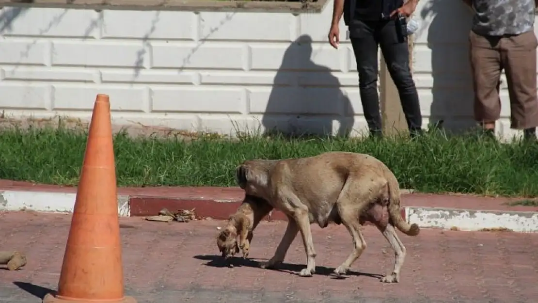 Anne köpeğin ölü yavrusunu taşıması duygulandırdı