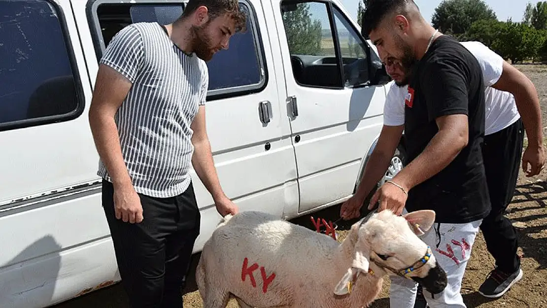 Konya'da 'koç katımı'  geleneği canlandırıldı