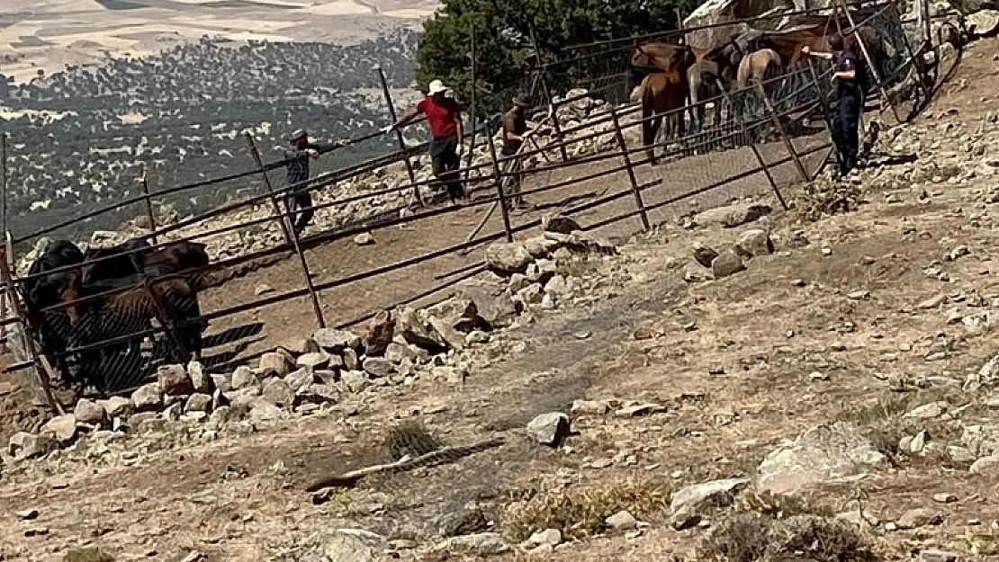 Konya'da İzinsiz Yılkı Atı Toplayan Yabancı Uyruklu 4 Kişi Yakalandı