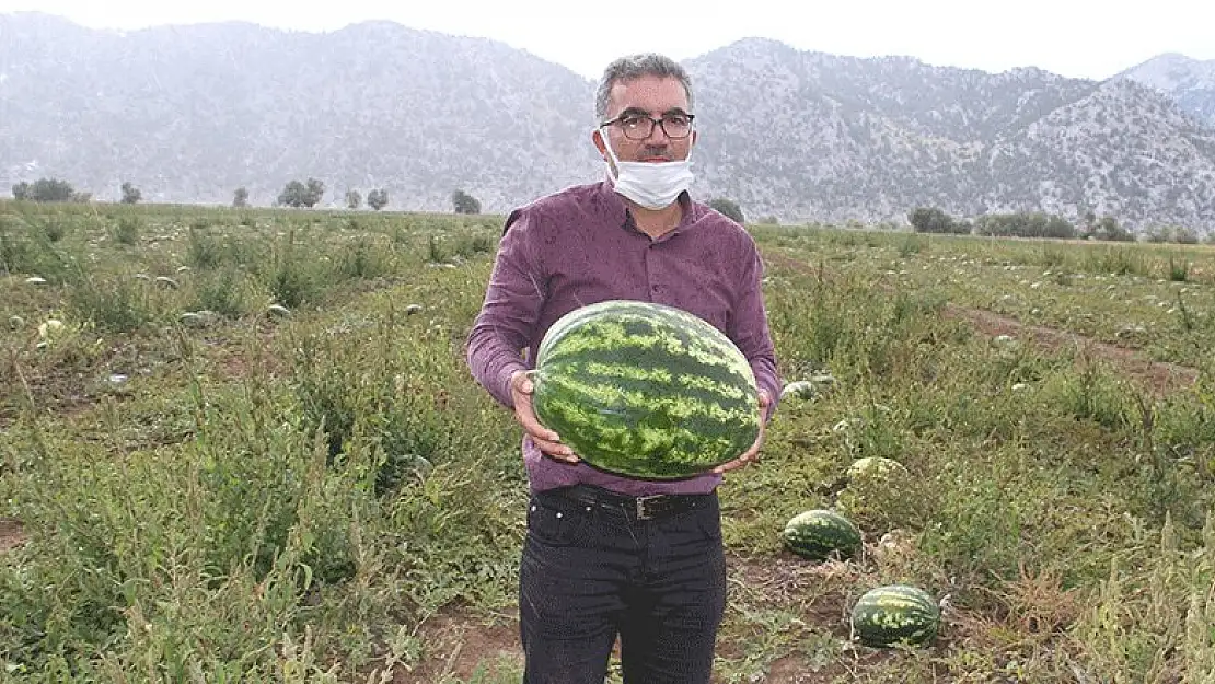 Konya'da Karpuz Hasadı Başladı