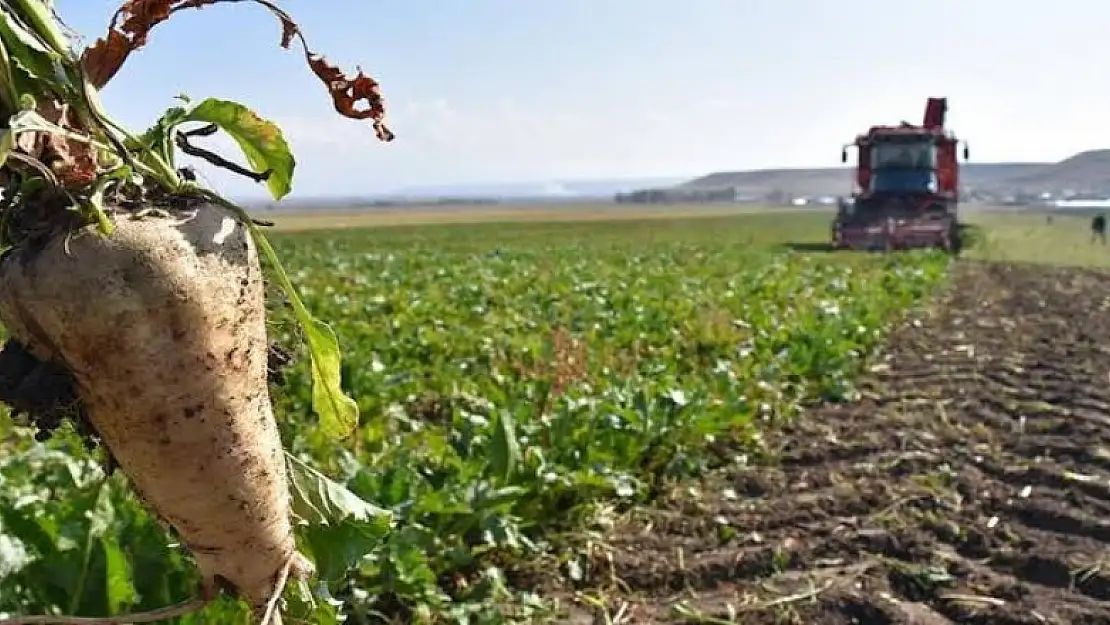 Pancar Alım Fiyatı Konya'daki Çiftçileri Sevindirdi