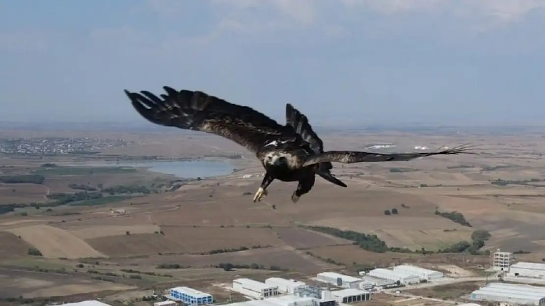 Kartalın drone'a saldırısı kamerada