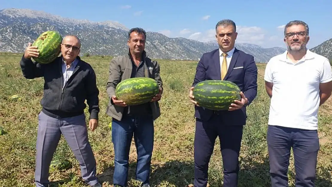 Başkan Kısa, ilçedeki karpuz ekili alanlarda incelemede bulundu