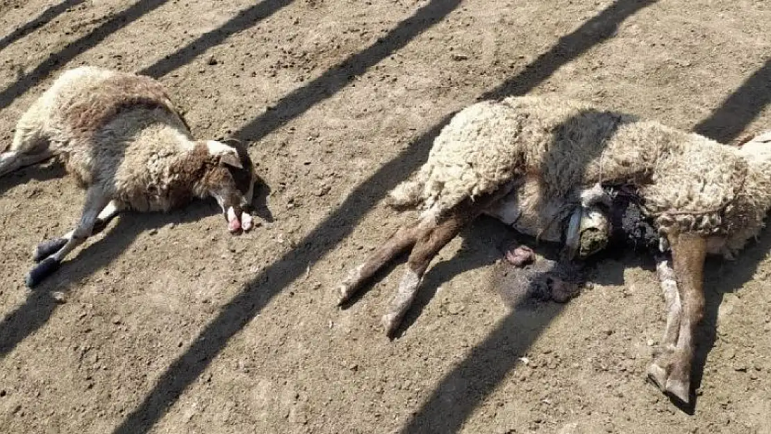 Koyunlarını yemlemek için girdiği ağıldaki manzara ile şoka girdi