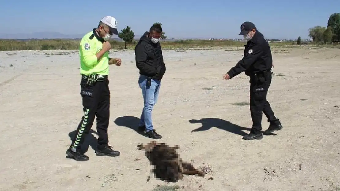 Konya'da yakıldığı iddia edilen köpekle ilgili gerçek ortaya çıktı