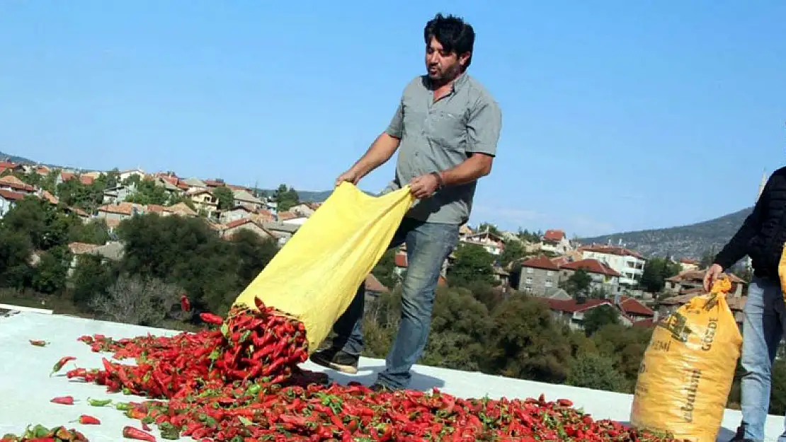 Konya'da muhtar deneme amaçlı isot biberi yetiştirdi