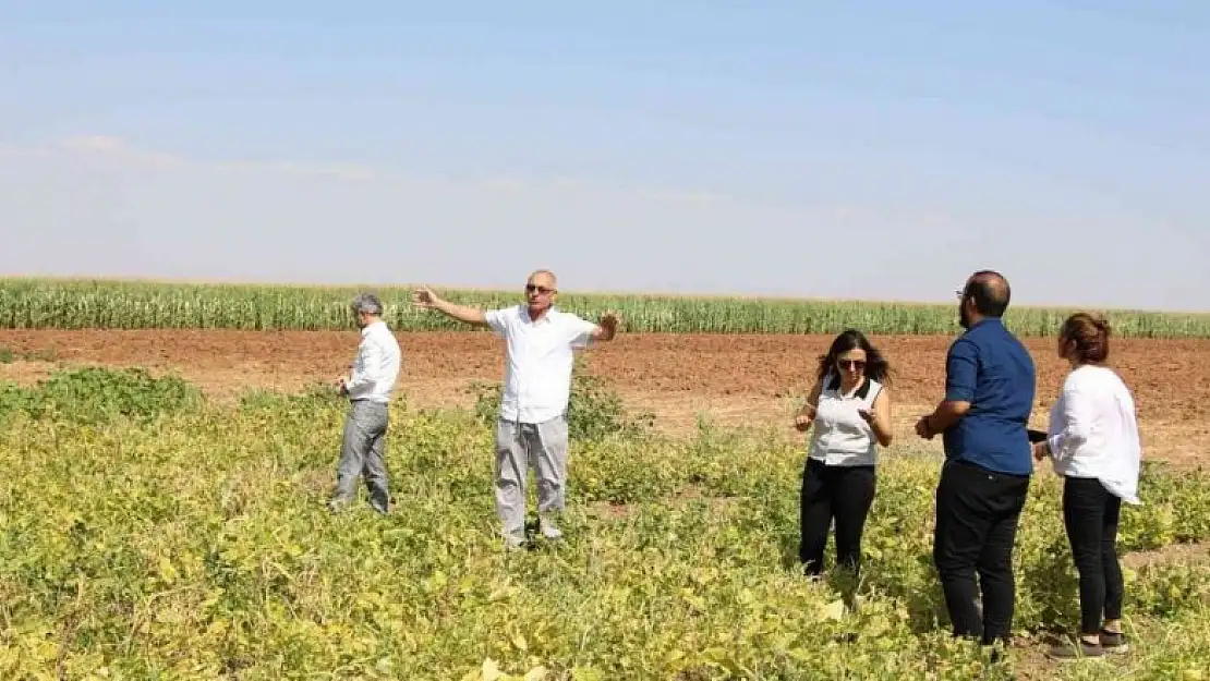 Çörek otu ekti, elektrik gideri yüzde 70 azaldı