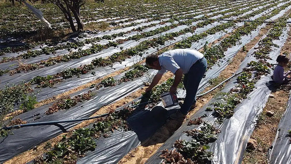 Konya'da bin 150 nüfuslu mahallenin kaderi organik çilekle değişti