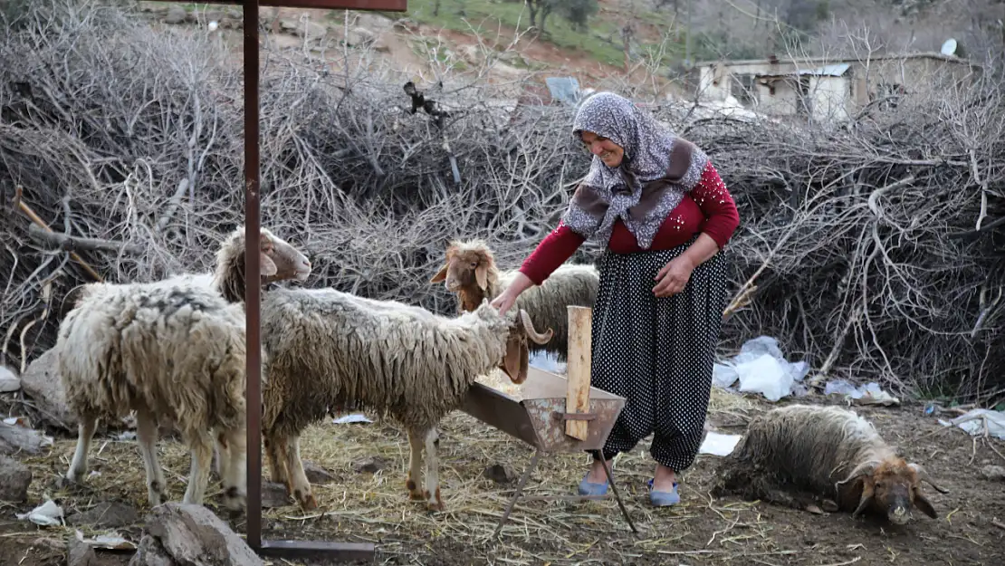 605 saat sonra 5 koyun sağ kurtarıldı