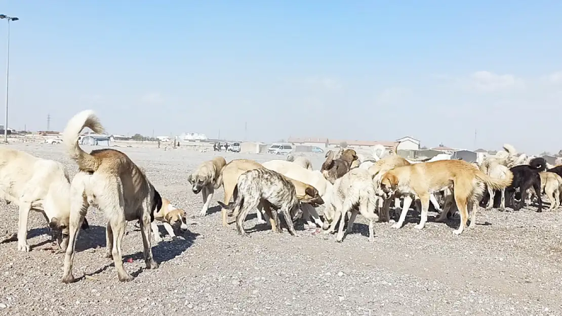 KONTİMDER sokak hayvanlarını yalnız bırakmadı