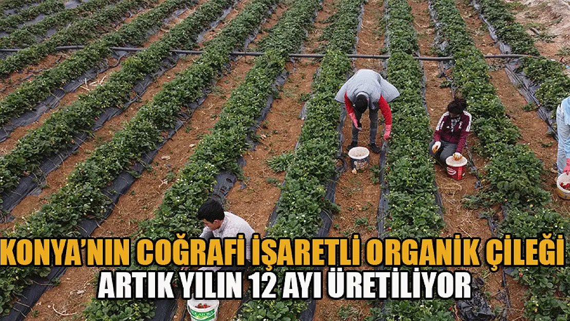 Konya'nın coğrafi işaretli organik çileği artık yılın 12 ayı üretiliyor