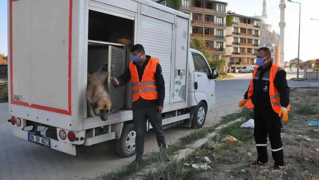 Akşehir Belediyesi sahipsiz sokak hayvanlarını kısırlaştırıyor