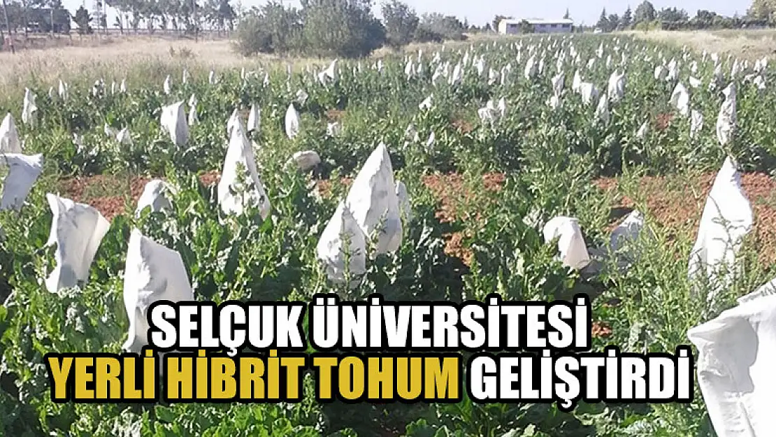 Selçuk Üniversitesi yerli hibrit tohum geliştirdi