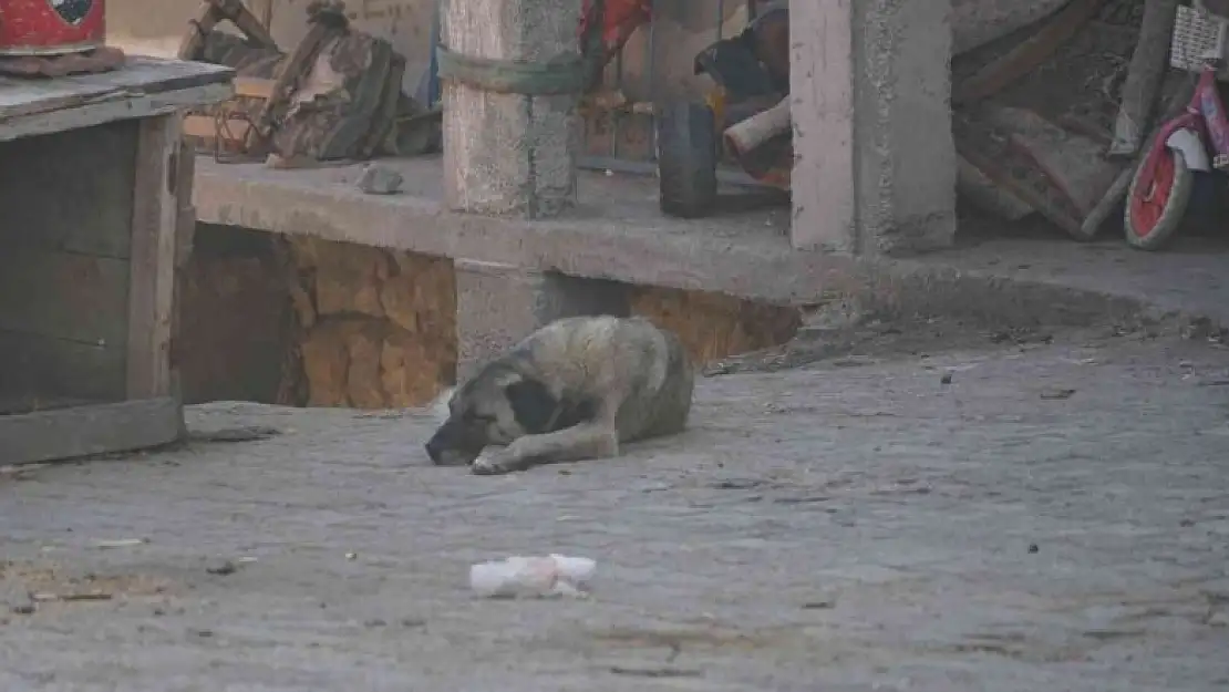 Köpeğin saldırısına uğrayan 3 yaşındaki çocuk ölümden döndü