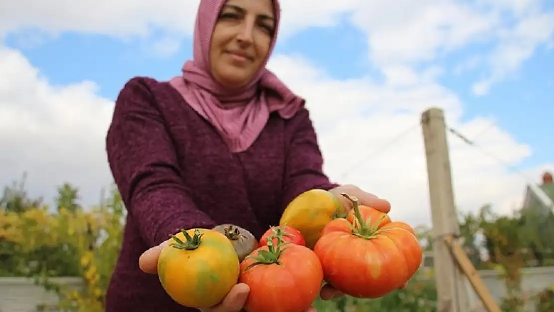 Muhasebecilikten artakalan zamanlarında 'ata tohumu' yetiştiriyor