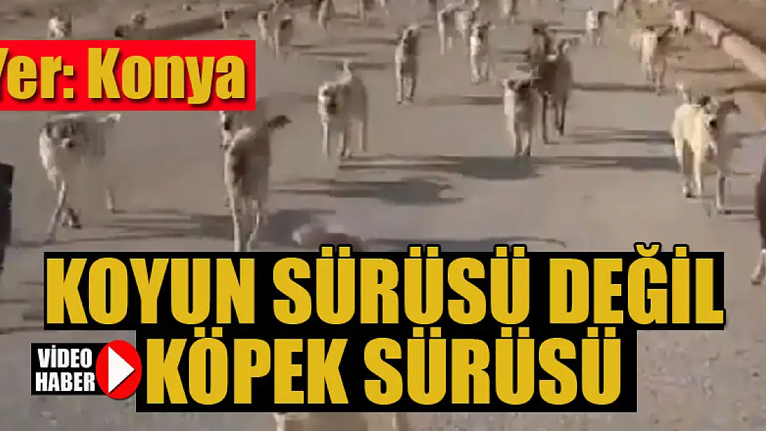 Koyun sürüsü değil köpek sürüsü!