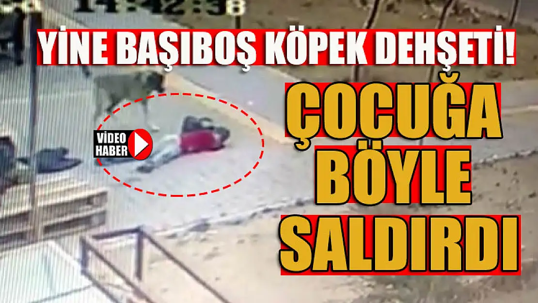 Yine başıboş köpek dehşeti! Çocuğa böyle saldırdı