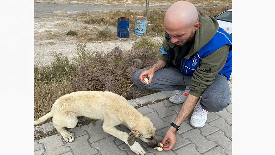 Karapınar'da Gençlik Merkezi gönüllüleri sokak hayvanlarına yem verdi