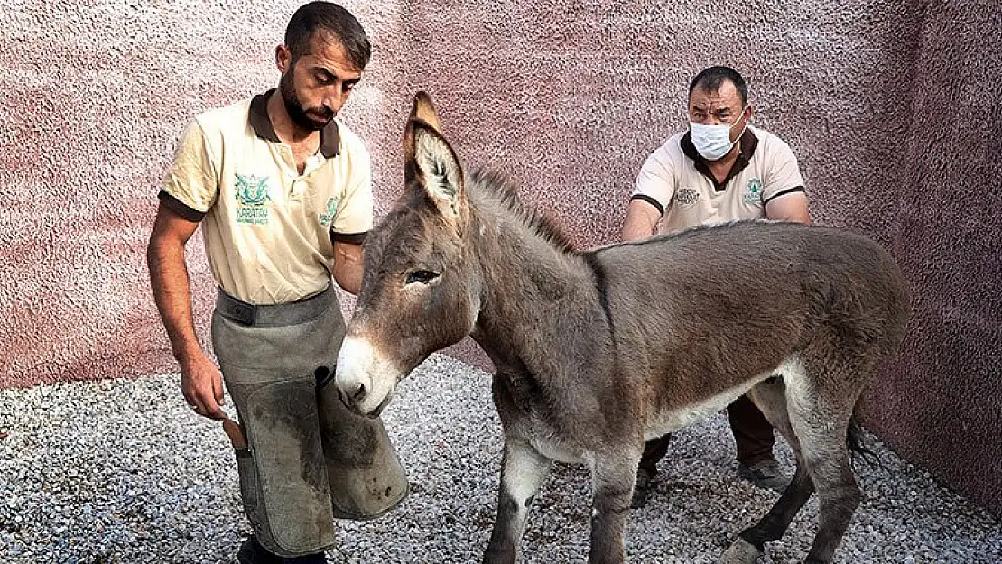 Uzayan tırnakları nedeniyle ayakta duramayan eşeğe Belediye sahip çıktı