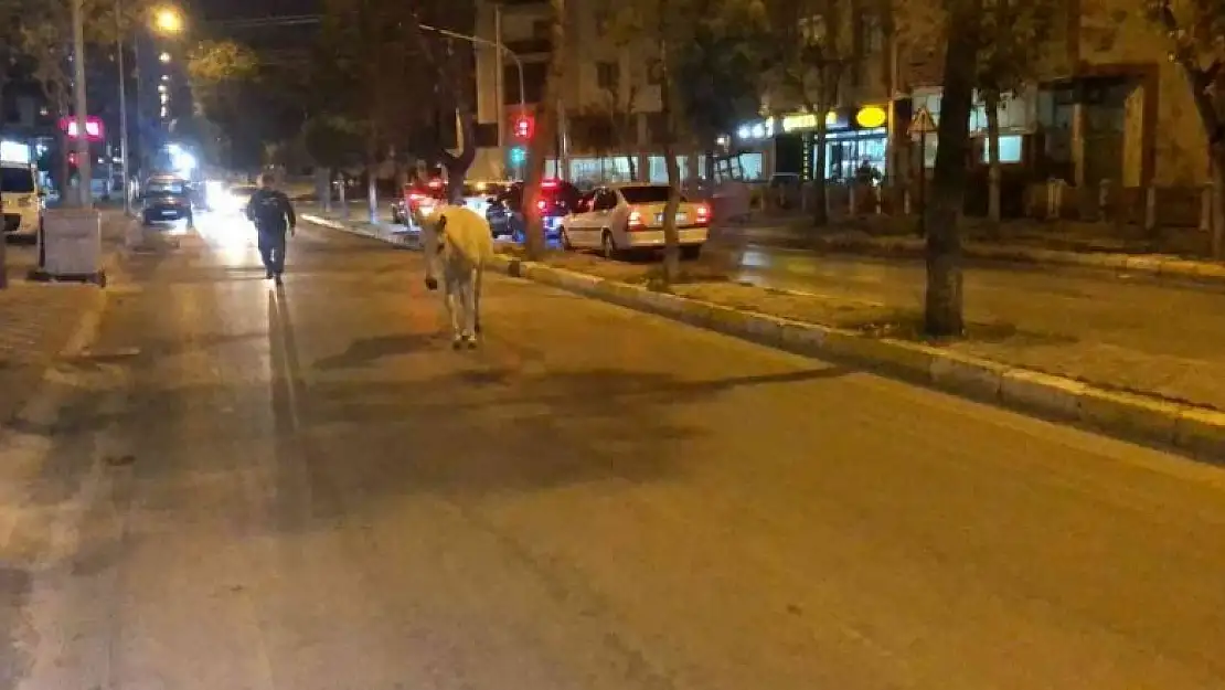 Caddede başıboş dolaşan at, trafiği tehlikeye düşürdü