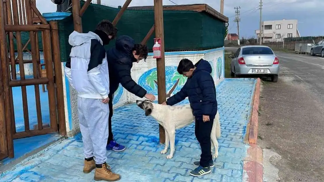 Köpeğin sırtına yazdıkları şaşkına çevirdi