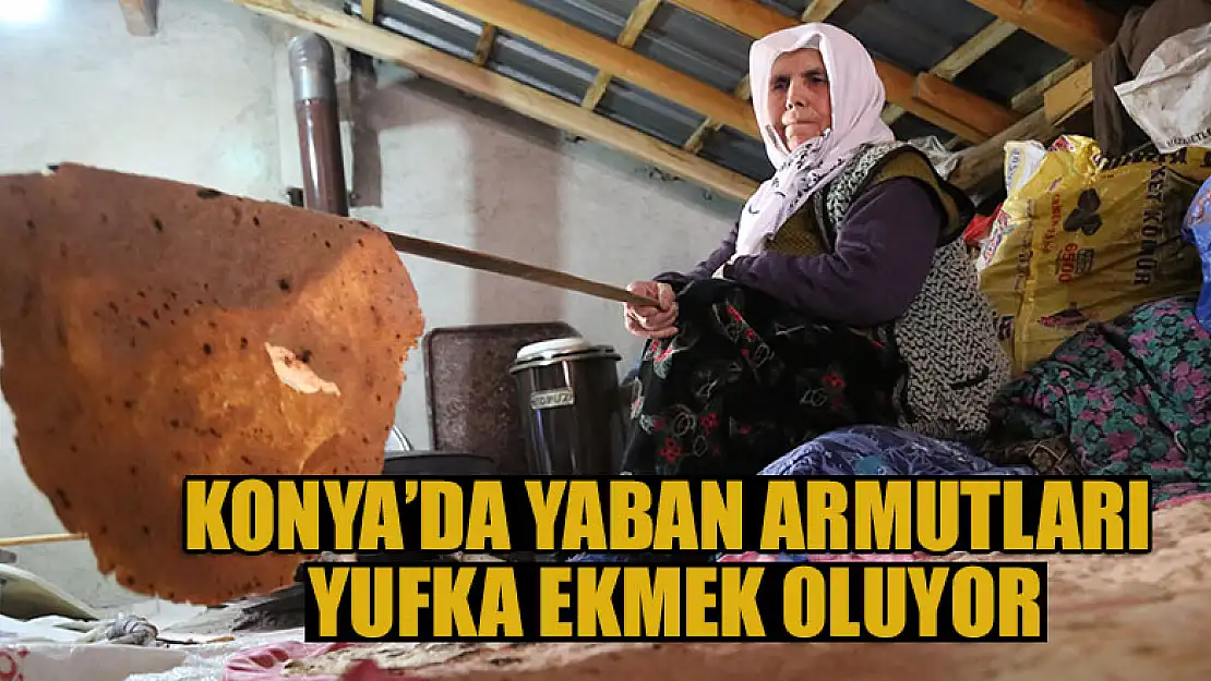 Yaban armutları geleneksel yöntemle yufka ekmek oluyor