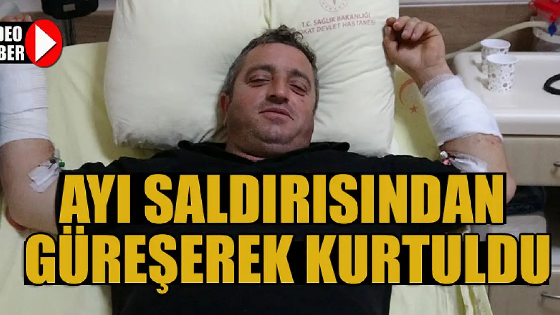 Ayı saldırısından güreşerek kurtuldu