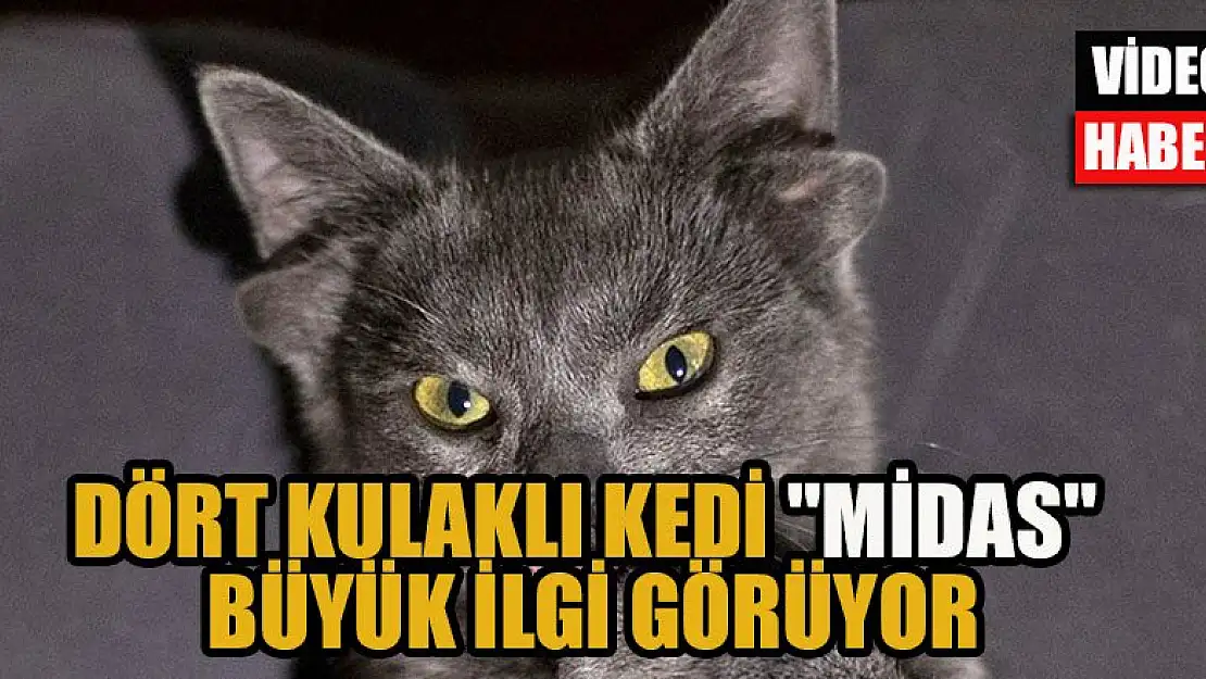 Dört kulaklı kedi