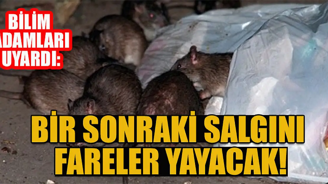 Bilim adamları uyardı: Bir sonraki salgını fareler yayacak!