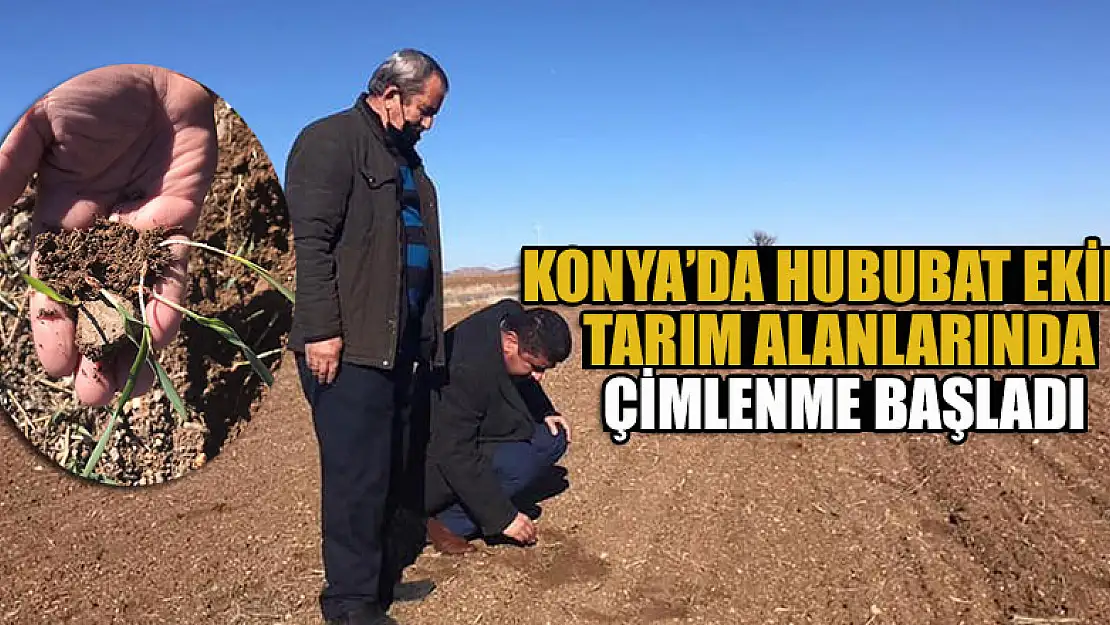 Konya'da hububat ekili tarım alanlarında çimlenme başladı