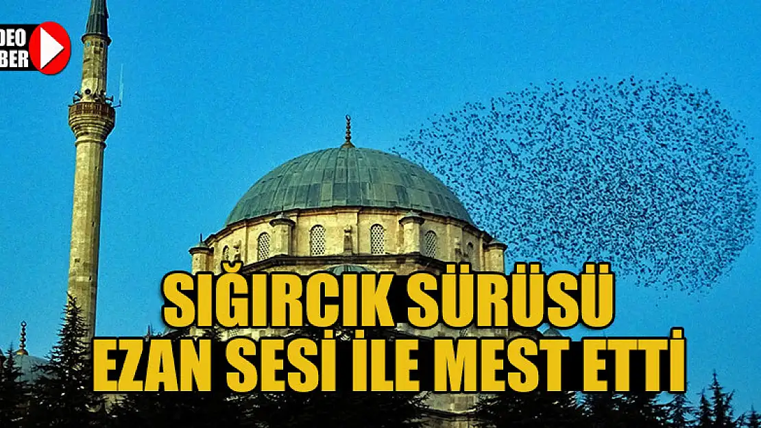 Sığırcık sürüsü ezan sesi ile mest etti