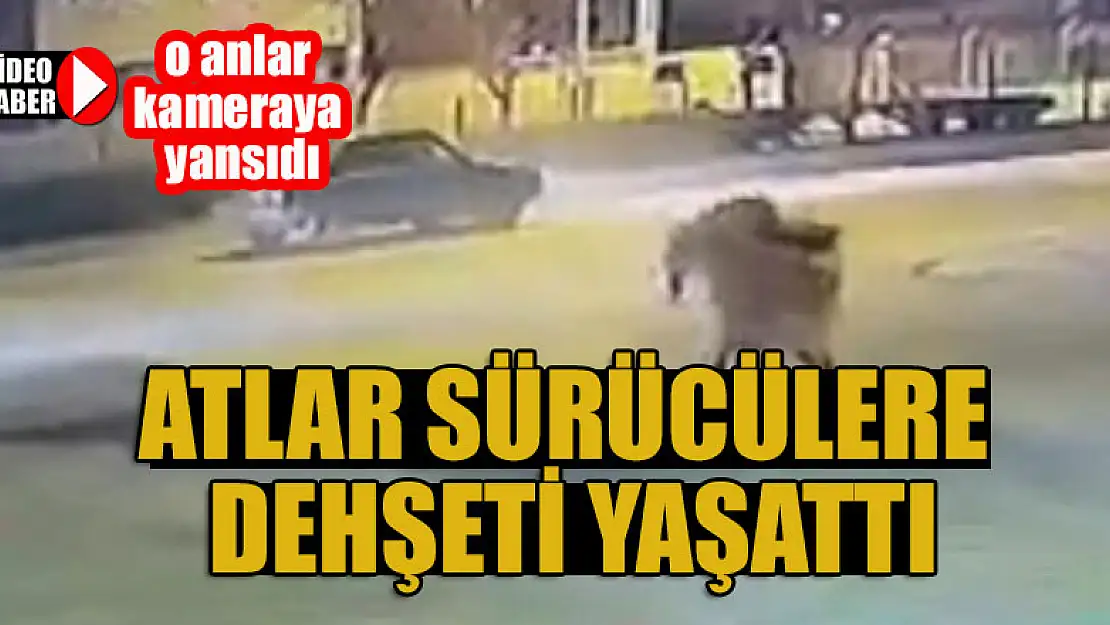 Atlar sürücülere dehşeti yaşattı, o anlar kameraya yansıdı