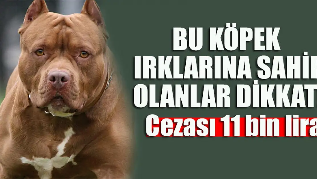 Bu köpek ırklarına sahip olanlar dikkat! Cezası 11 bin lira