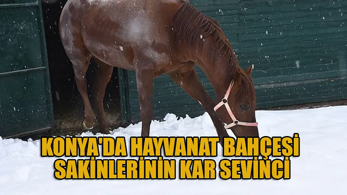 Konya'da hayvanat bahçesi sakinlerinin kar sevinci