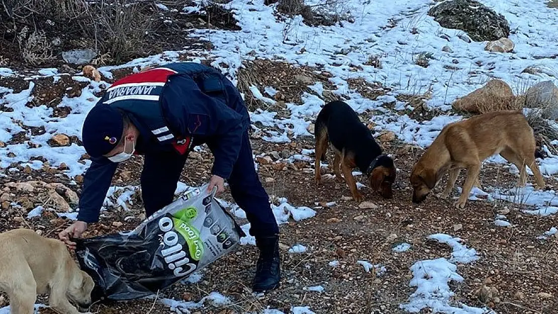 Konya'da kar yağışı nedeniyle yiyecek bulamayan sokak hayvanlarına jandarmadan yardım eli