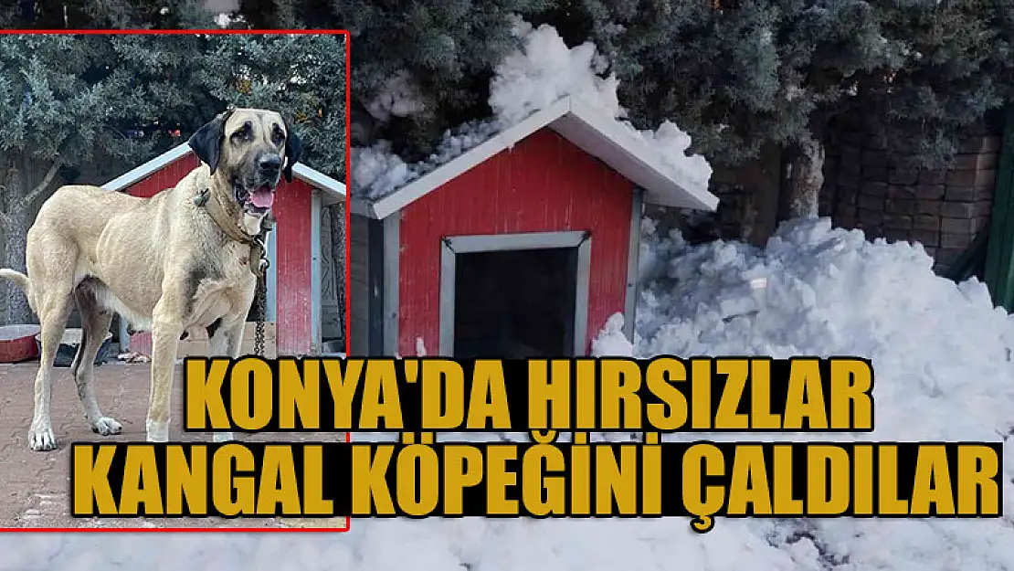 Konya'da hırsızlar kangal köpeğini çaldılar