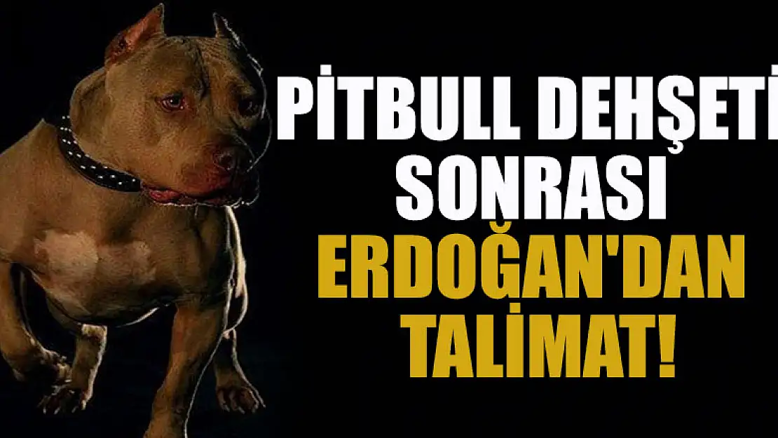 Gaziantep'teki pitbull dehşeti sonrası Erdoğan'dan talimat!