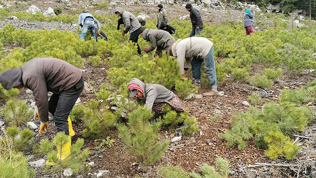 Beyşehir'deki ormanlık alanlarda bakım çalışmaları tamamlandı