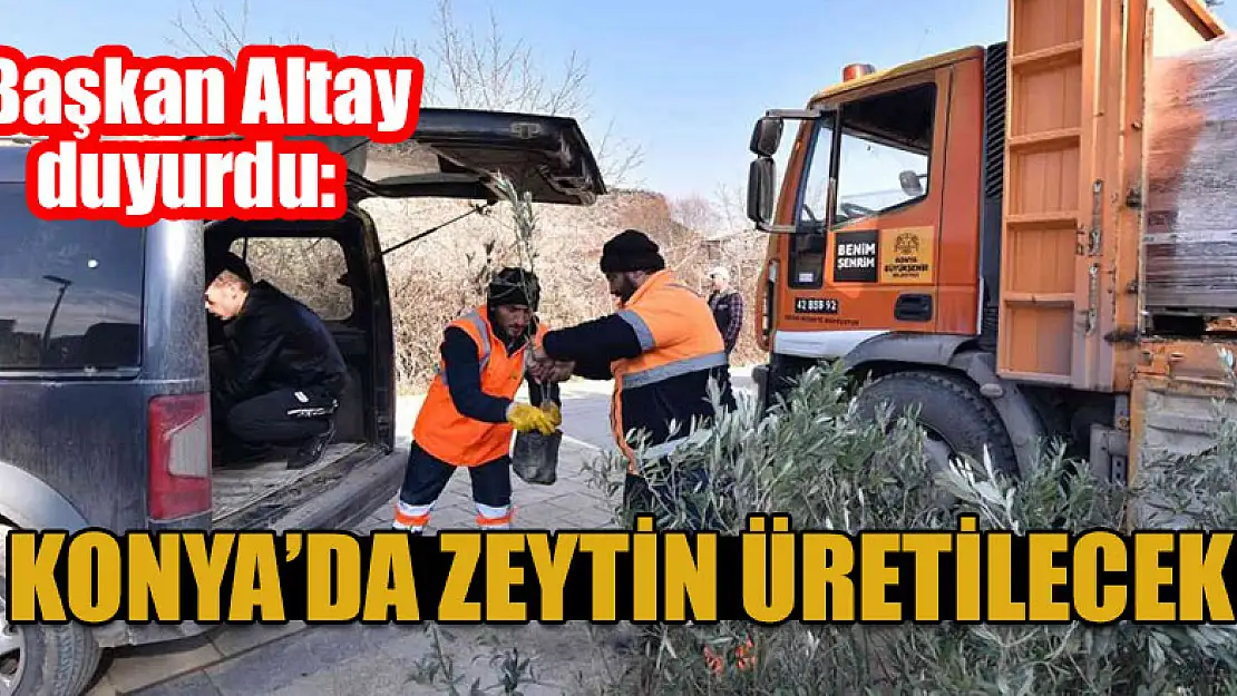 Başkan Altay: 'Zeytin üretimi için 2 ilçemizde pilot uygulamaya başladık'